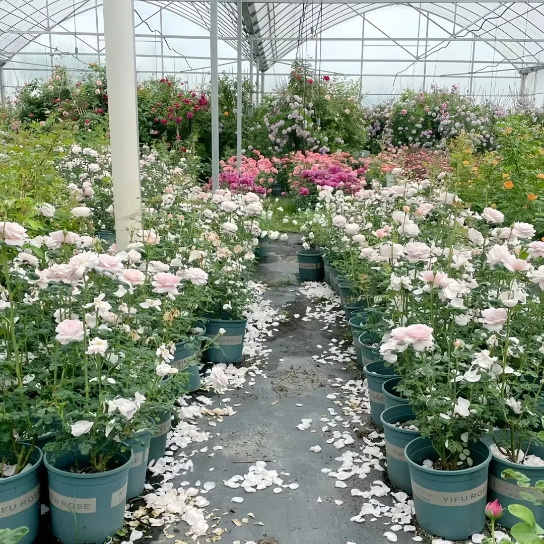 Potted pink and white flowers in a greenhouse with petals scattered on the floor.
