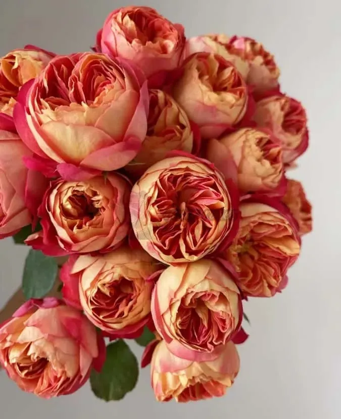 Bouquet of peach-and-pink roses with ruffled petals against a plain background