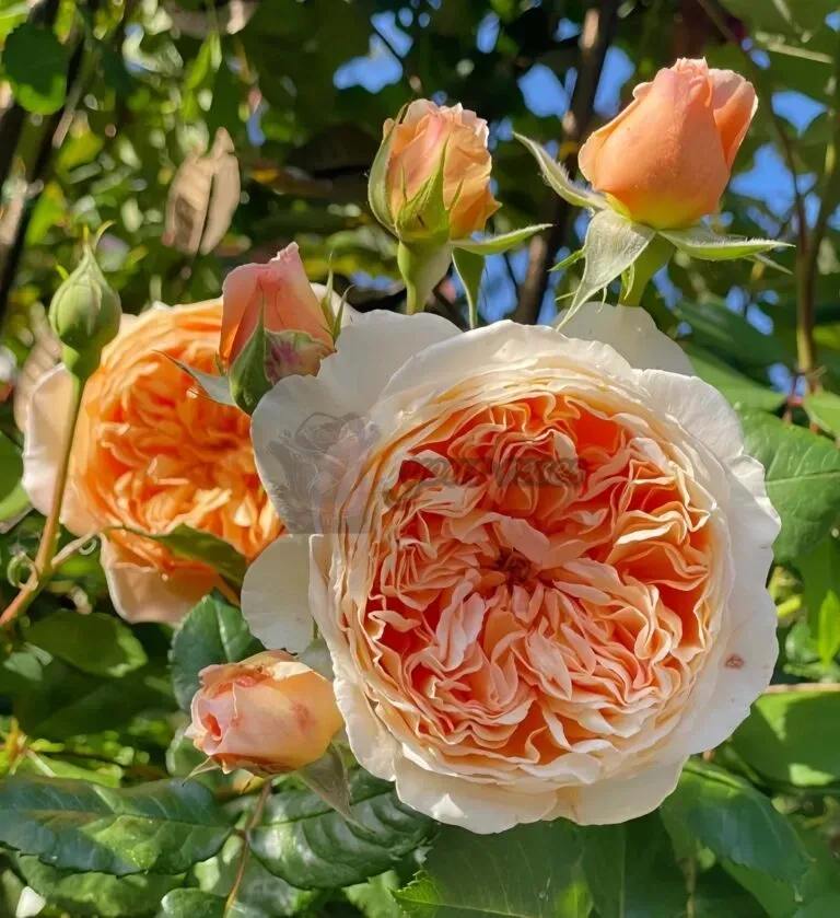 Peach and white roses blooming against green leaves in sunlight
