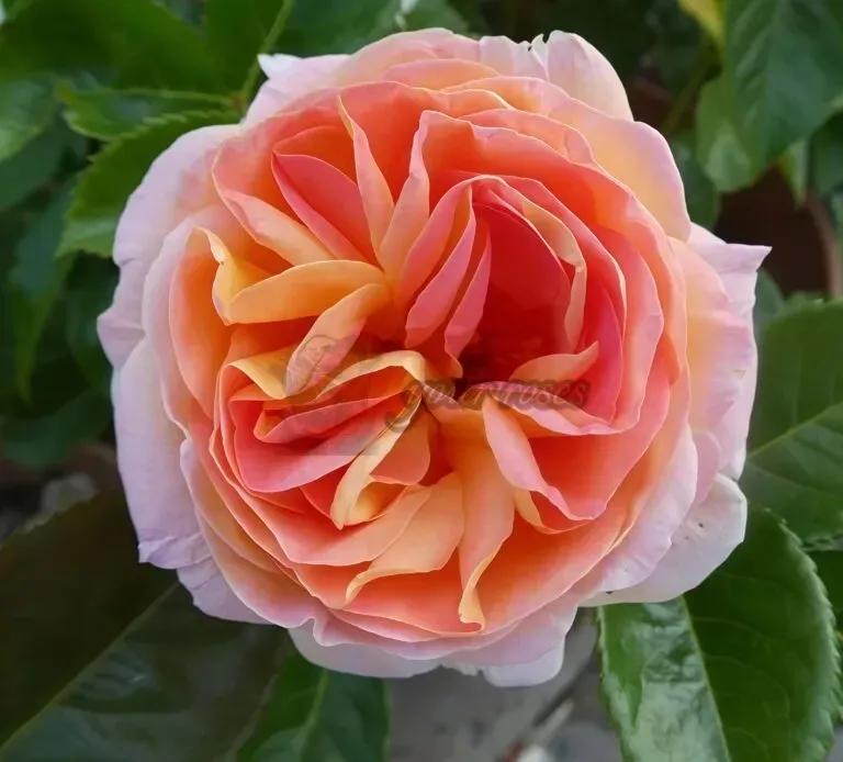 Peach-and-pink rose bloom against dark green leaves