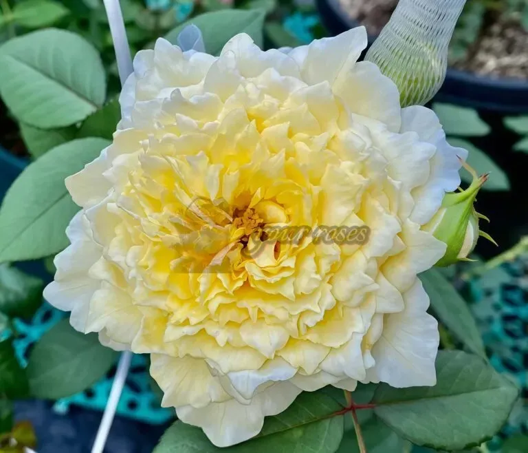 Pale yellow rose in bloom with green leaves in a garden