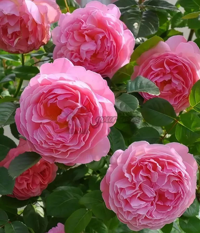 Cluster of pink roses in full bloom against green leaves