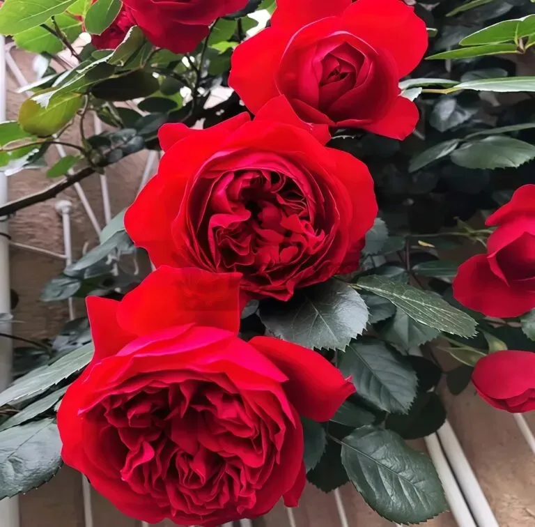 Close-up of vibrant red roses with dark green leaves in a bouquet outdoors