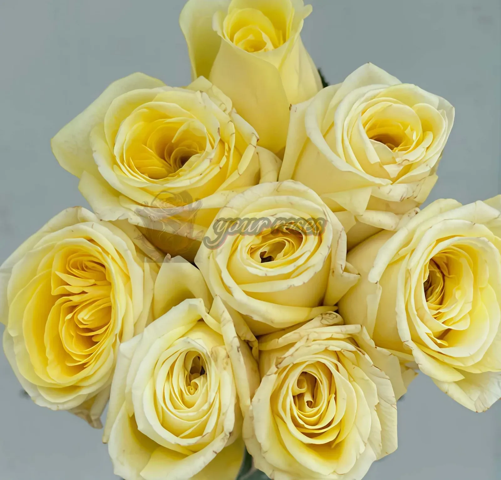 Bouquet of pale yellow roses with layered petals on a light gray background