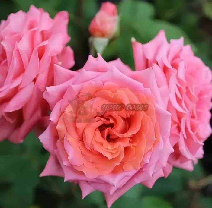 Close-up of pink rose blossoms with a coral center against a green background
