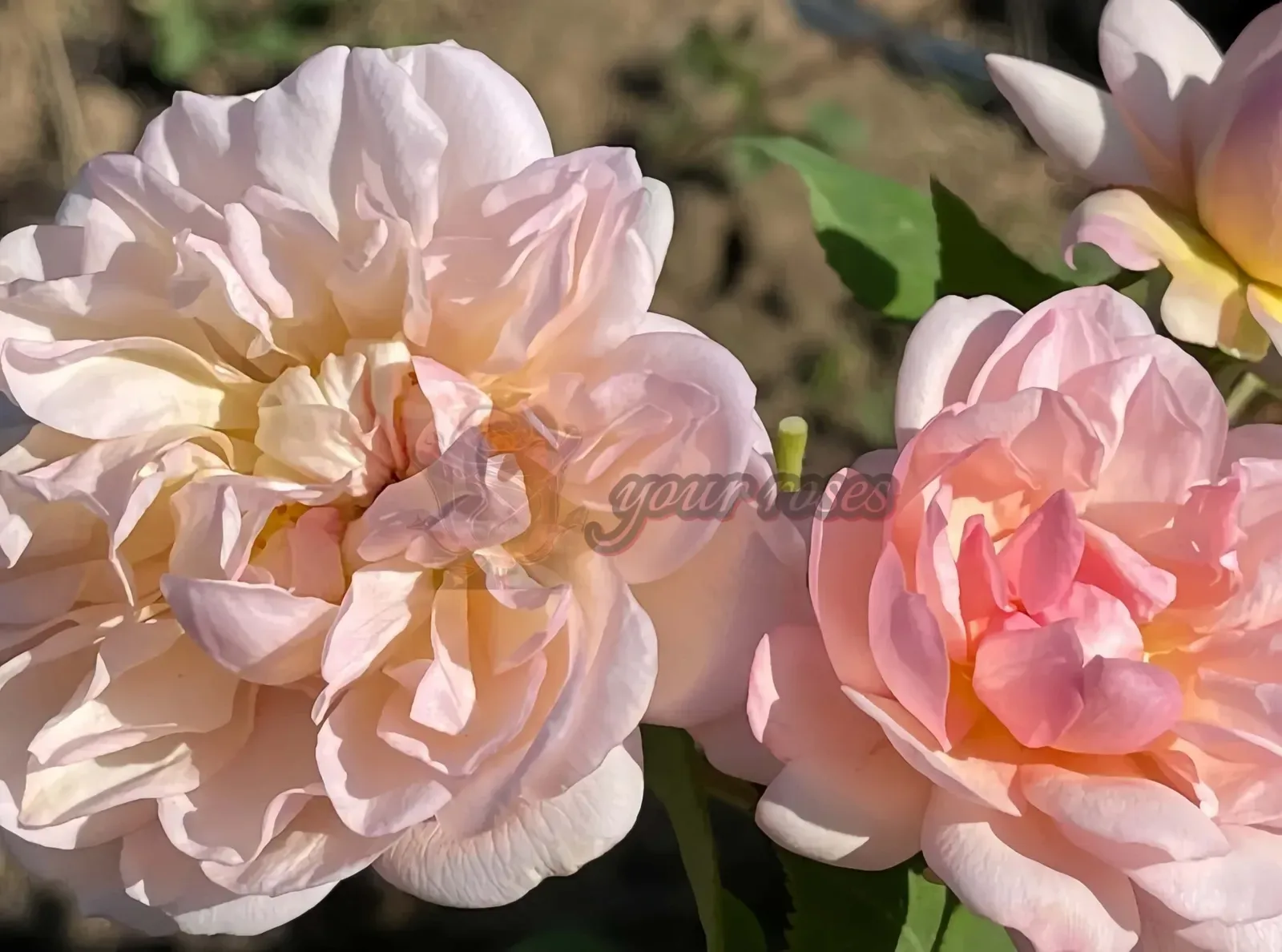 Two pale pink roses blooming in sunlight, with green leaves in the background