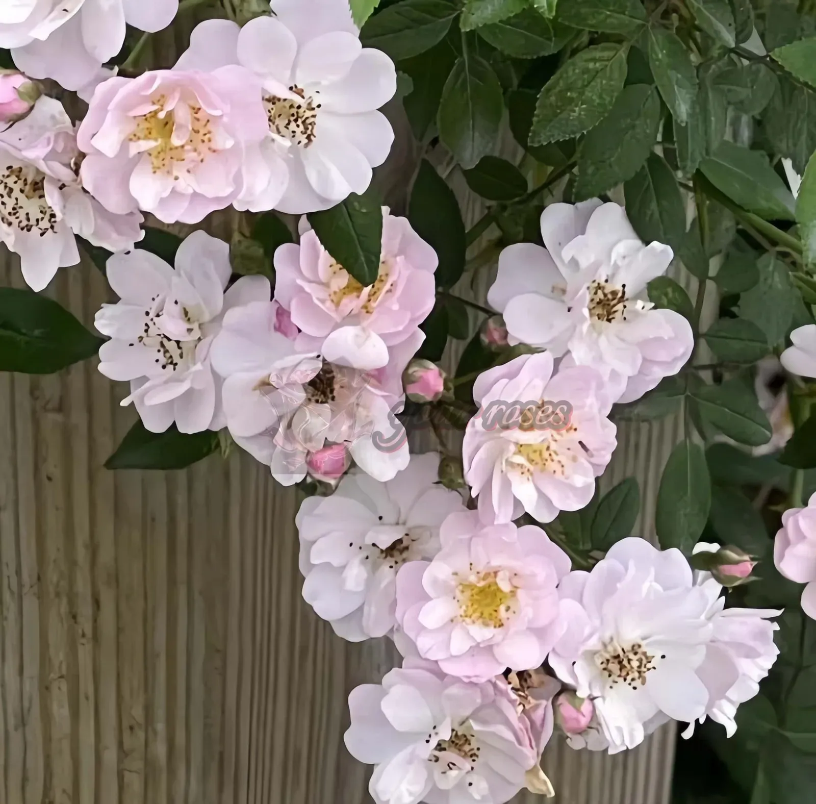 Hanging cluster of pale pink and white flowers with green leaves against a wooden fence