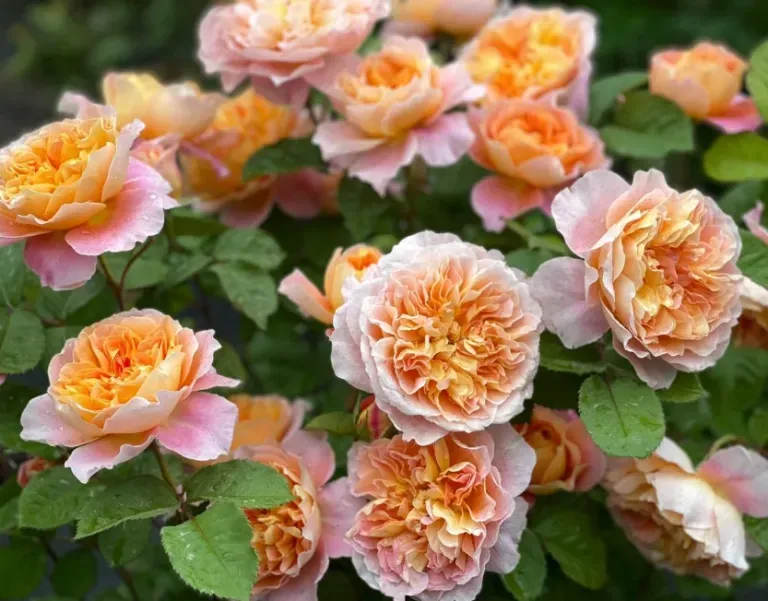 Cluster of peach and pink roses blooming among green leaves