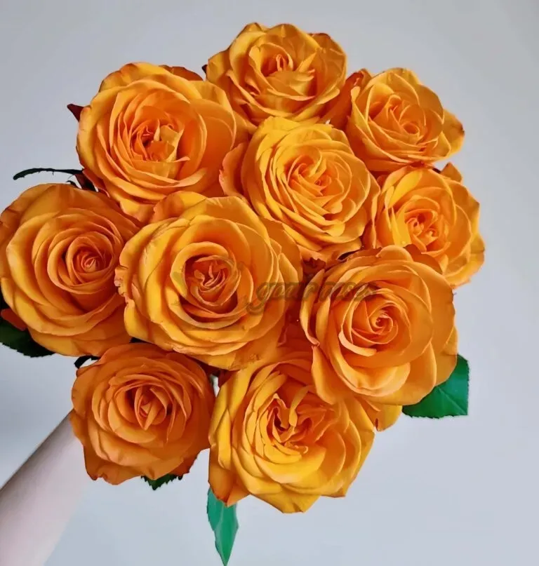 Bouquet of bright orange roses with green leaves on a light background