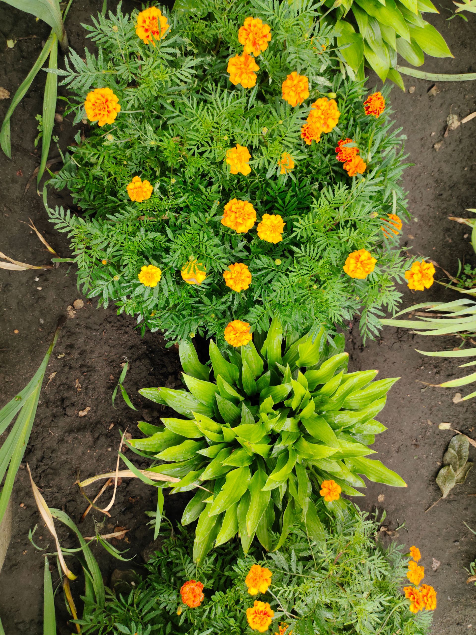 Orange marigolds and green foliage in a garden bed, viewed from above