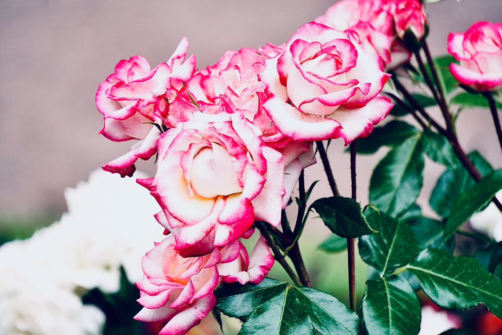 Pink and white roses in bloom with green leaves and snow in the background