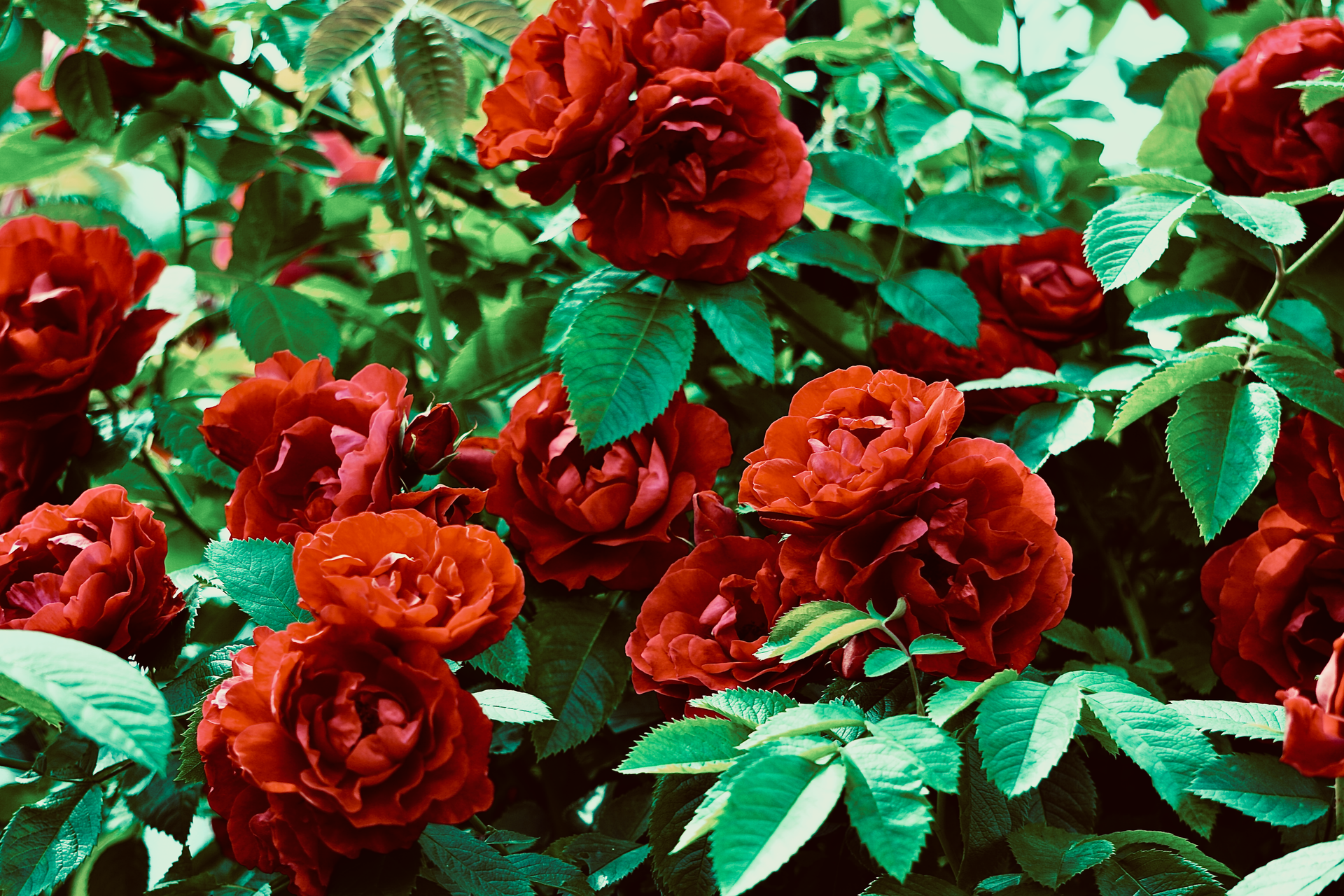 Red roses blooming among green leaves in a lush garden