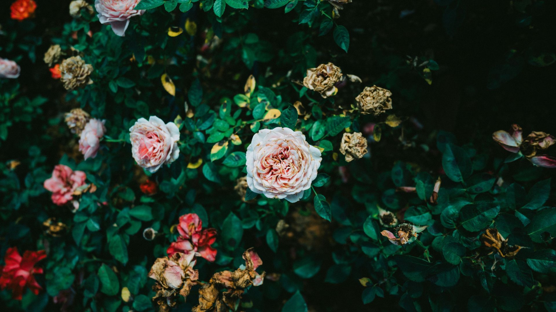 Dark floral arrangement with pale pink and white roses among lush green leaves