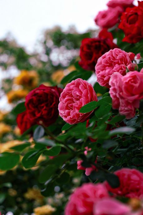 Pink and red roses blooming in a garden, with blurred flowers and greenery in the background