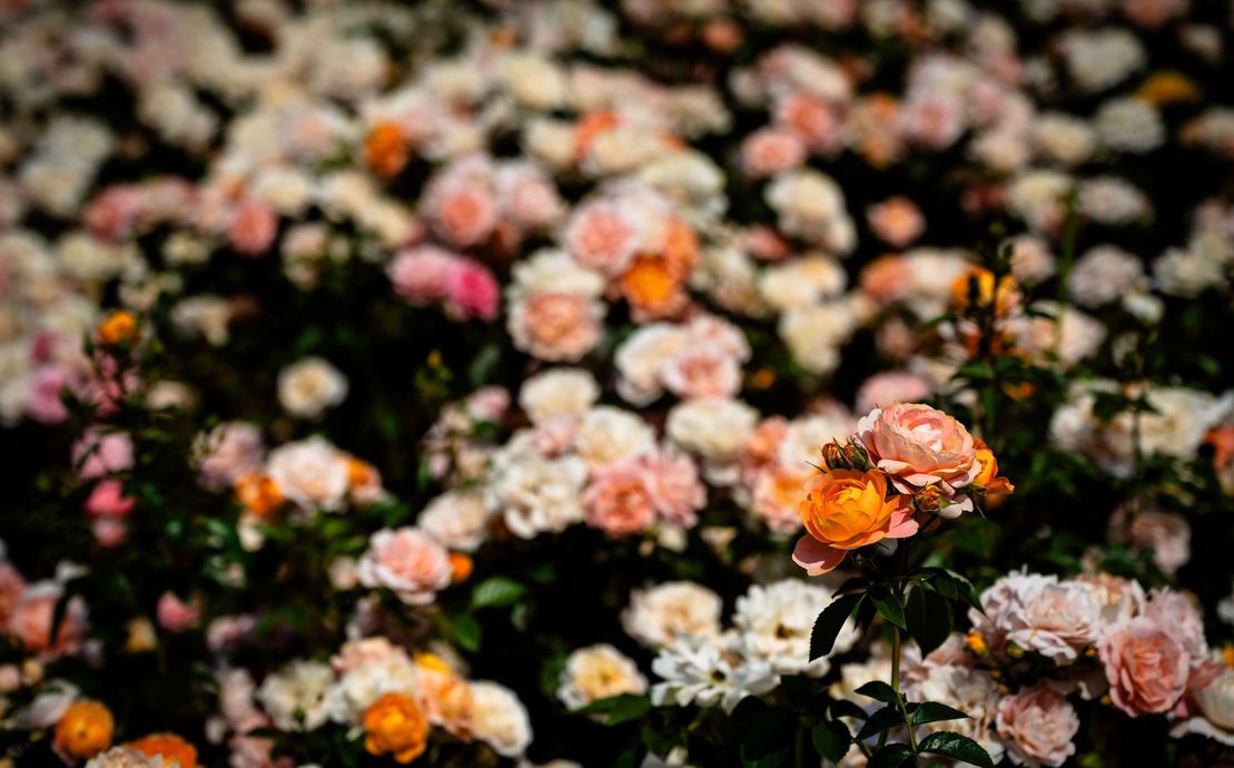 Cluster of pink, white, and orange flowers blooming in a dark garden bed