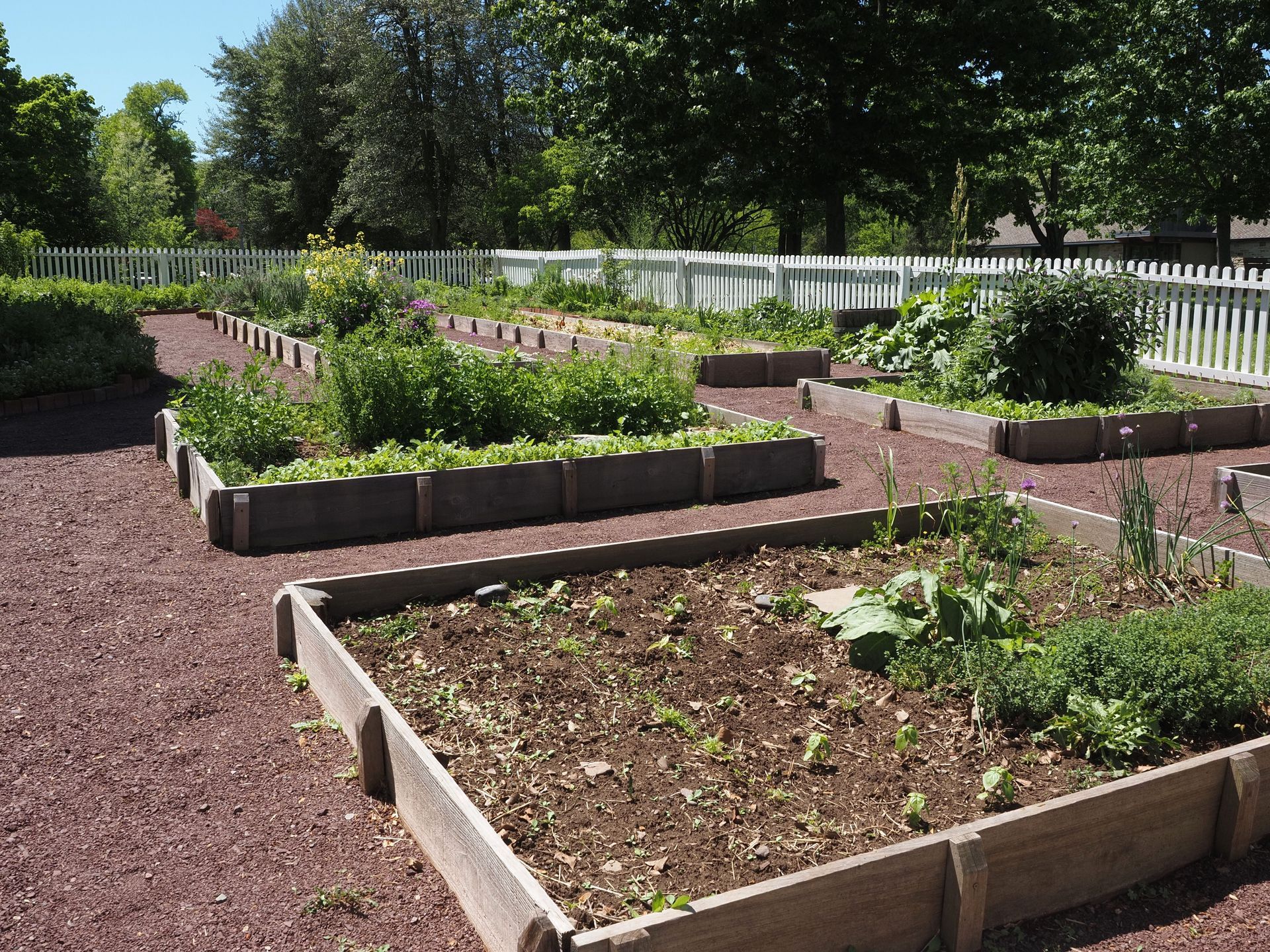 Raised garden beds with young plants in a sunny community garden, bordered by white fencing.