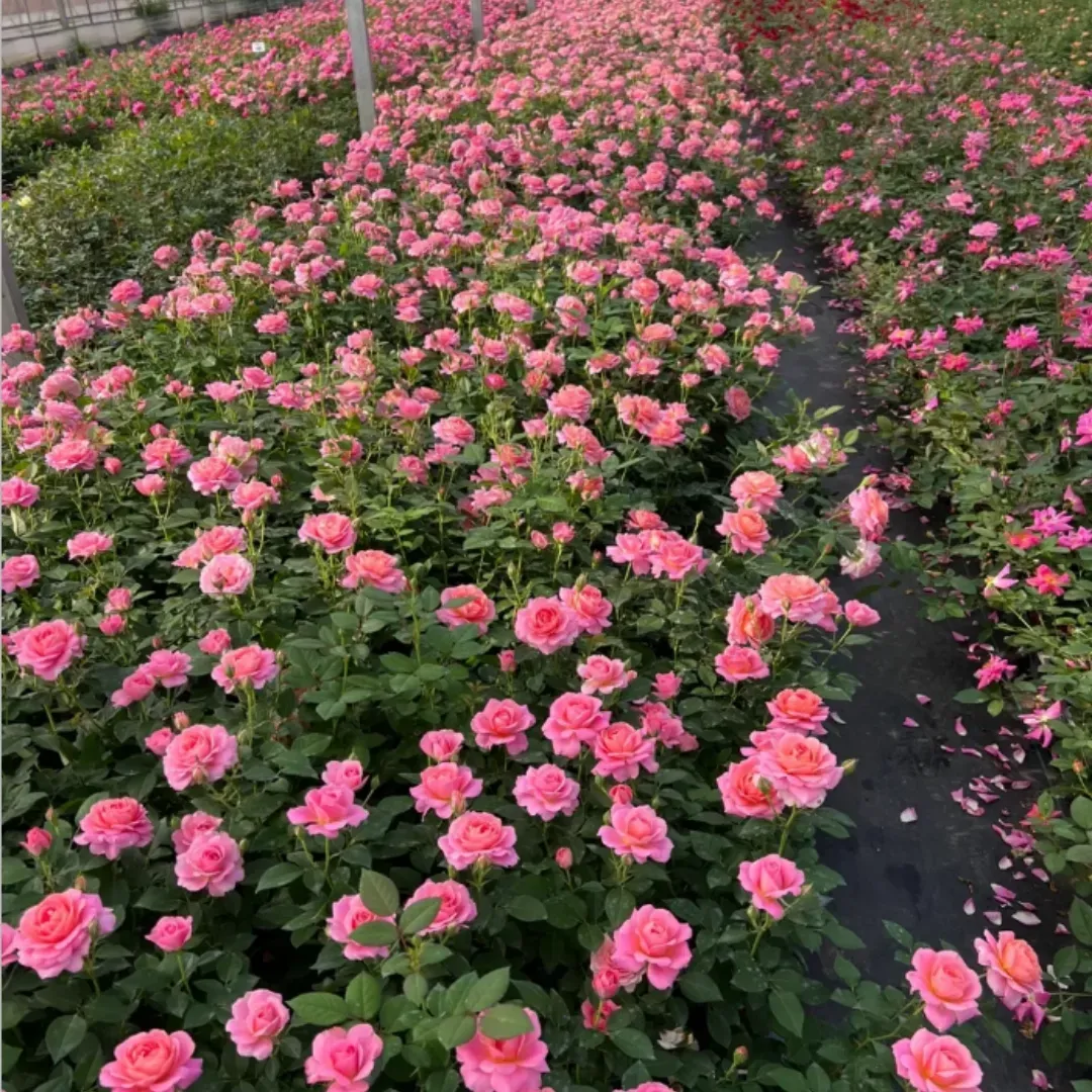Rows of pink roses blooming in a garden nursery under soft daylight