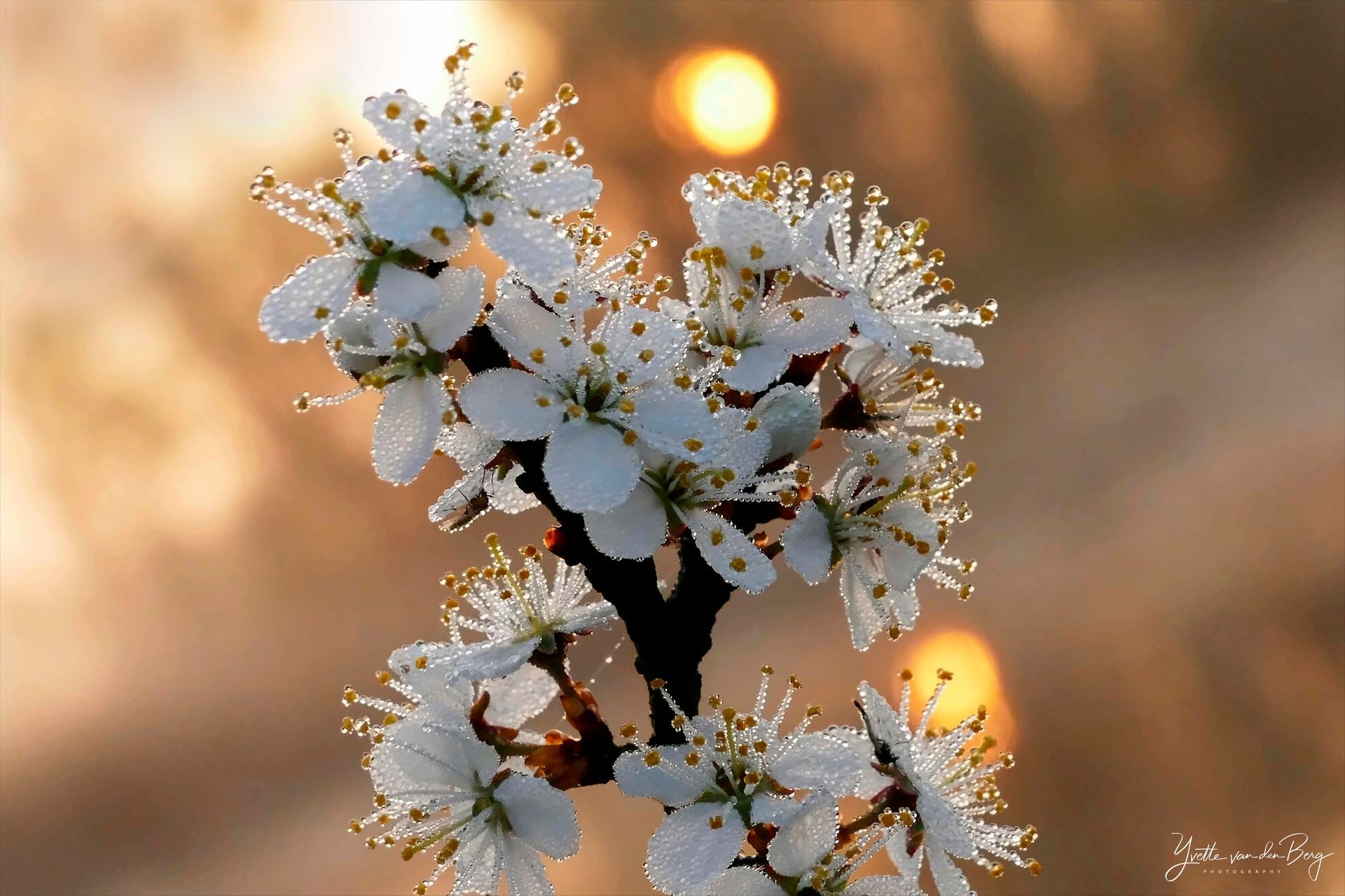 Witte bloemen aan een tak met dauwdruppels.