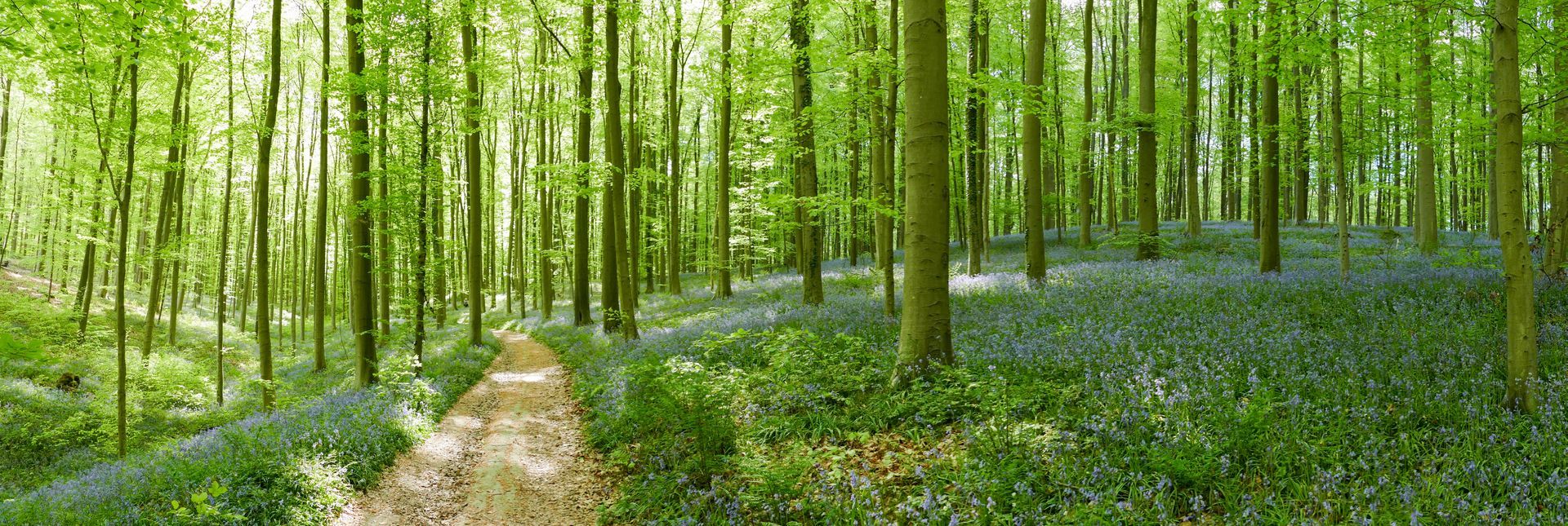 Een bospad slingert door een levendig groen bos, bedekt met blauwe wilde bloemen.