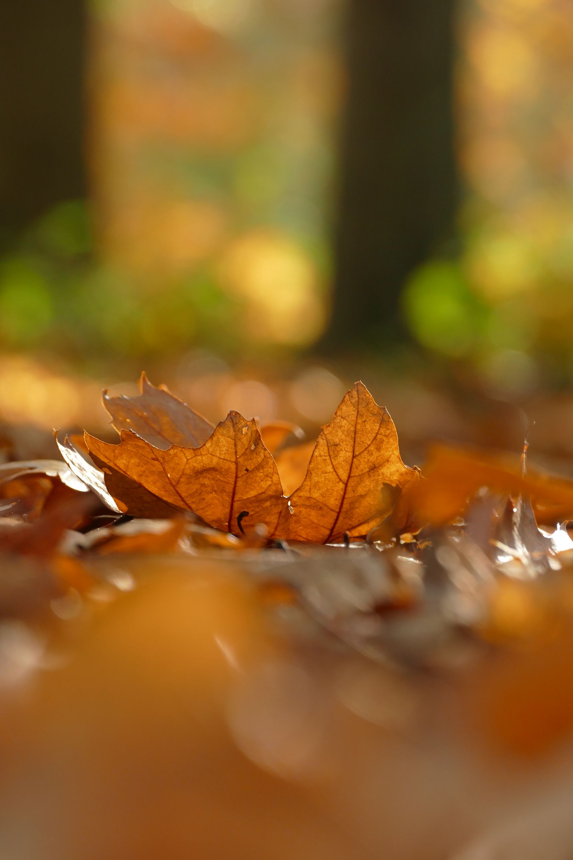 Gouden herfstbladeren op de grond, met zonlicht dat details en diepte accentueert.