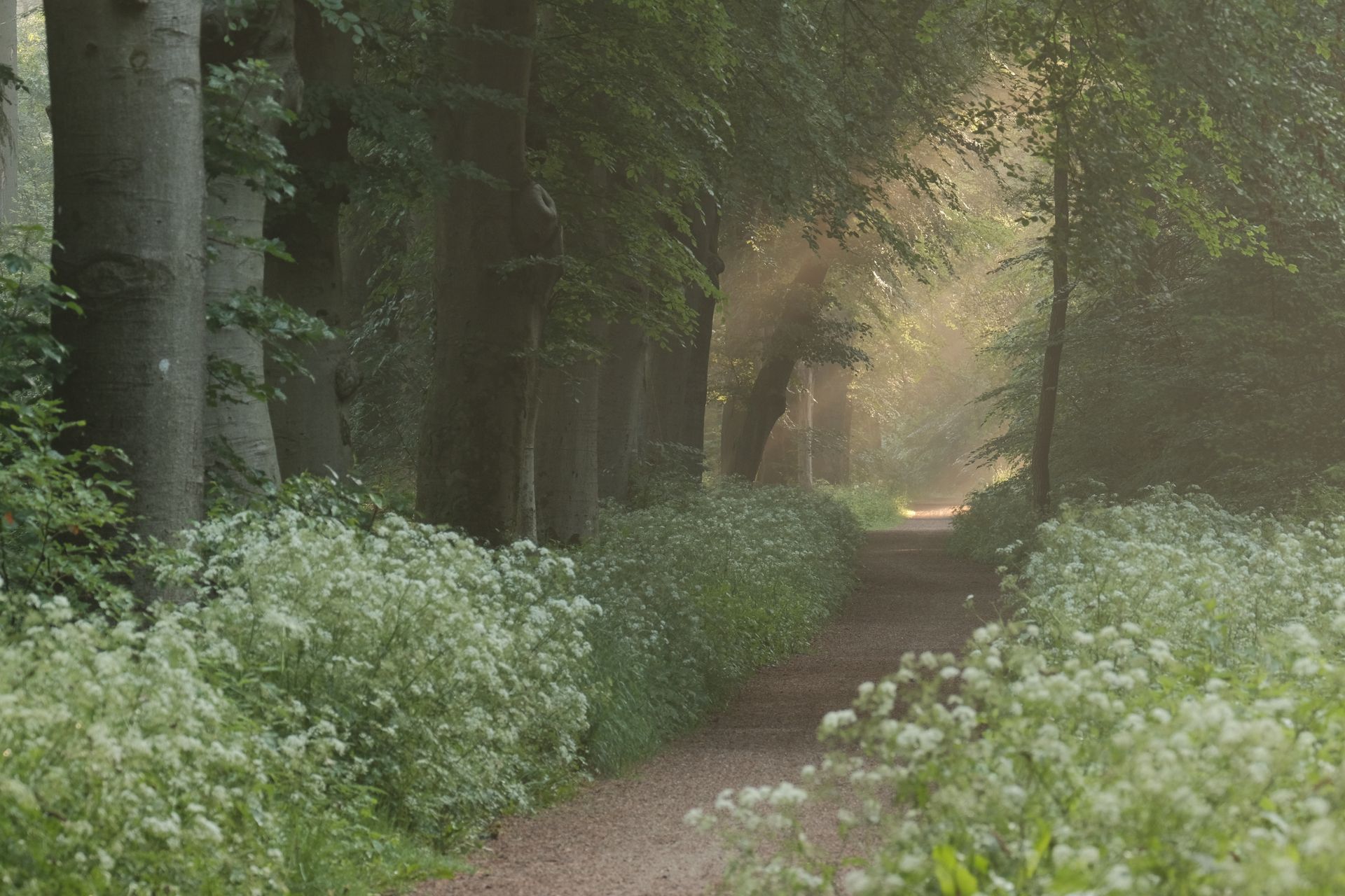 Een pad door een zonovergoten bos, met gevlekt licht en witte wilde bloemen langs de randen.