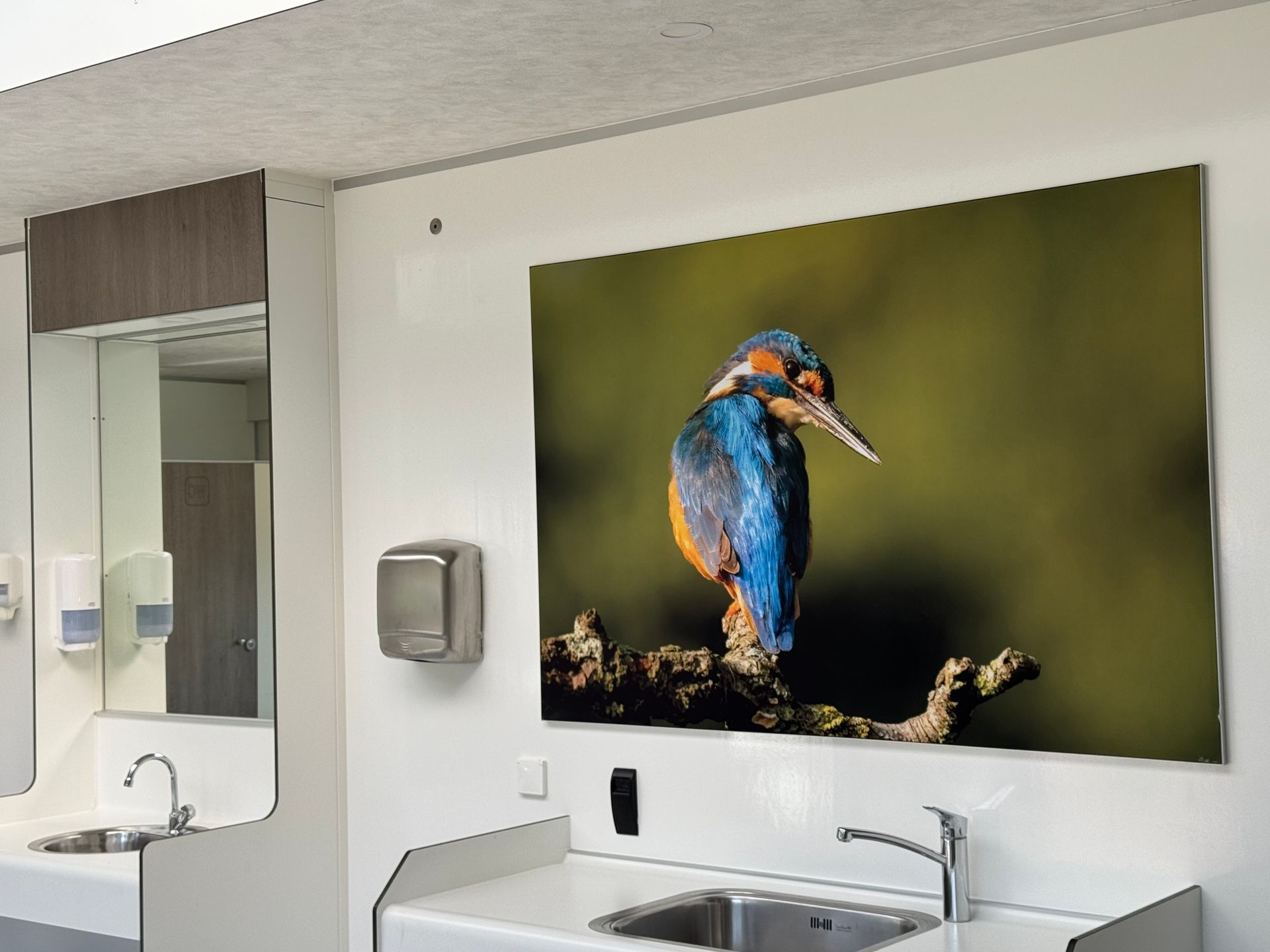 Wanddecoratie: ijsvogel boven een wastafel in een toiletruimte