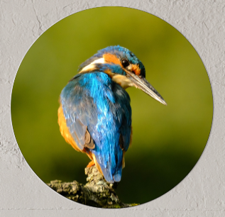 Een ijsvogel met helderblauwe veren zit op een tak, tegen een groene achtergrond.