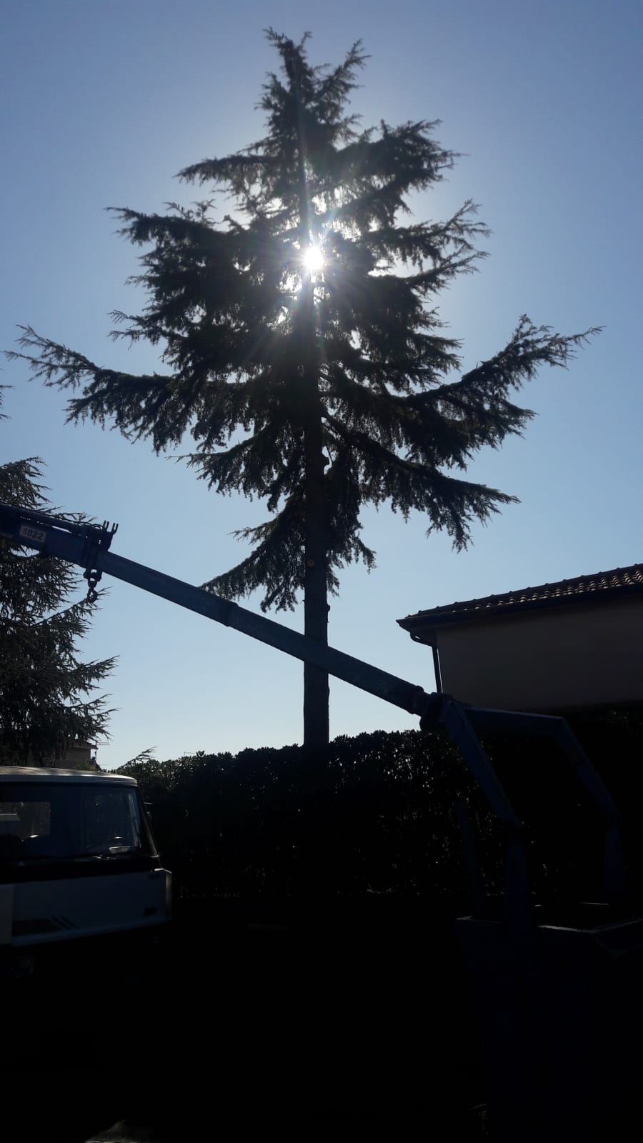 pulvirenti legna da ardere
