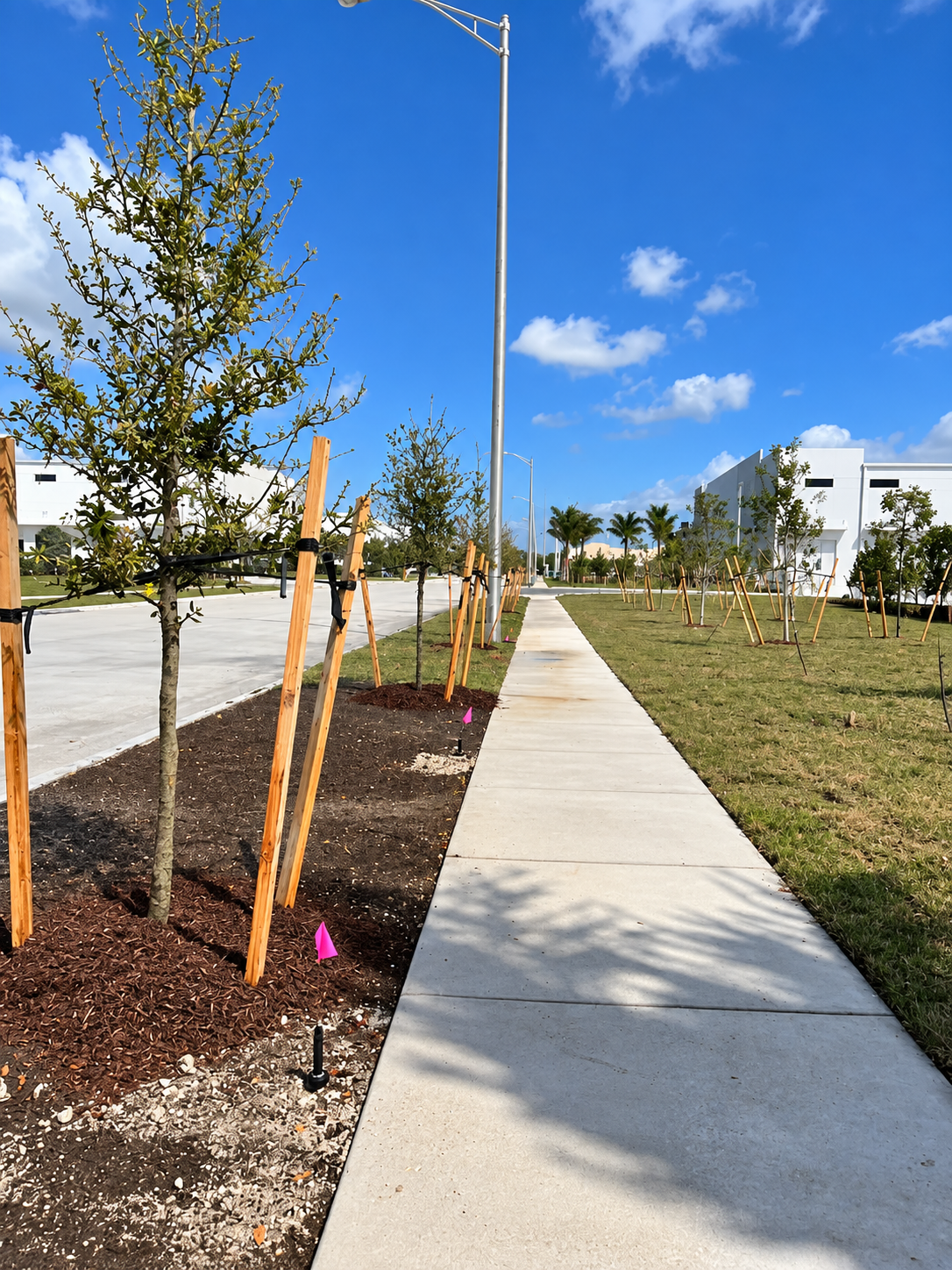 New sidewalk beside young trees and a grassy strip under a bright blue sky