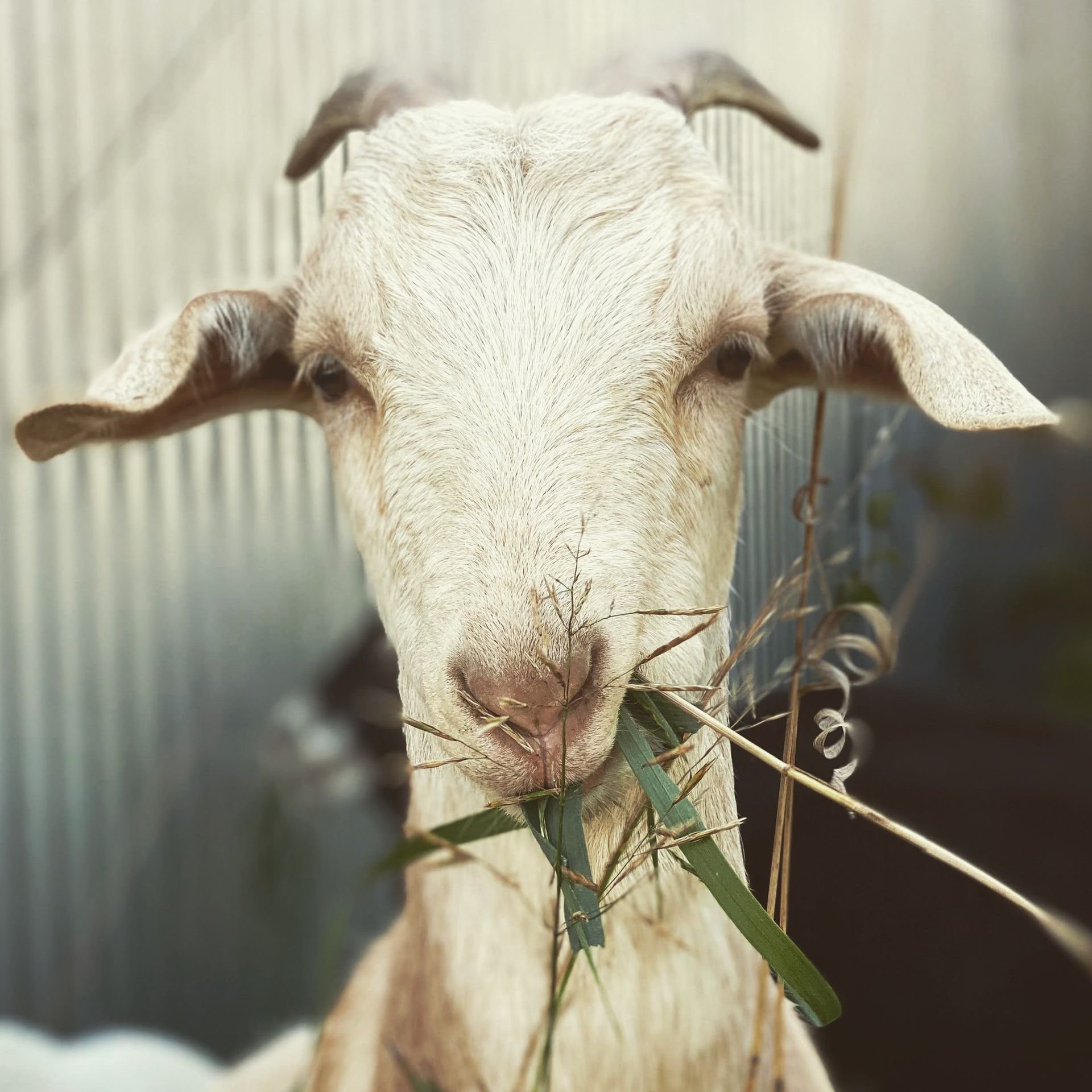Feeding Sheep — Whiting, VT — Depot Farm Supply