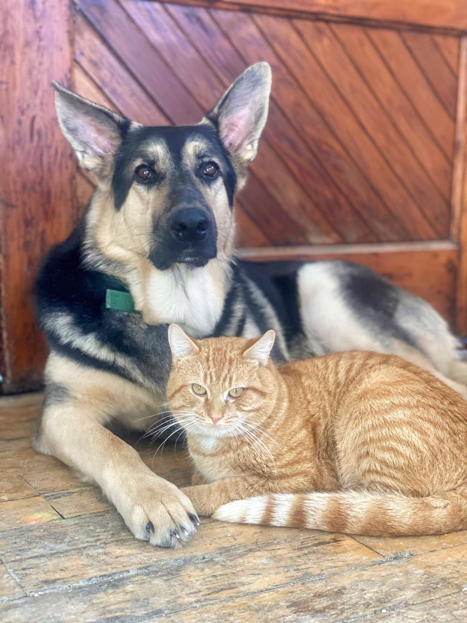 Dogs And Two Cats Share Food — Whiting, VT — Depot Farm Supply