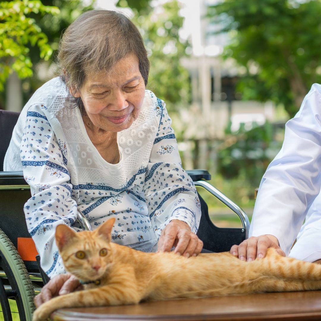 An elderly person in a wheelchair and a medical professional pet an orange tabby cat resting on a table outdoors.