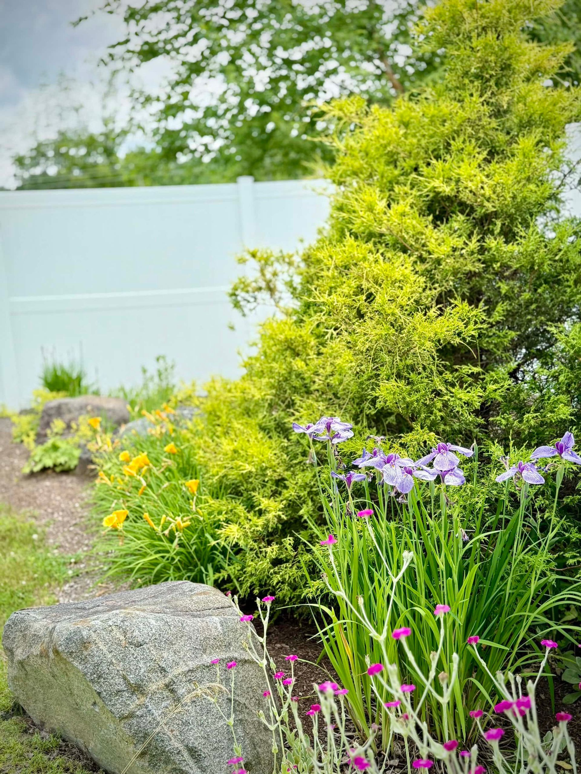 Garden bed with purple irises, yellow-green shrub, and large gray rocks in front of a white fence.