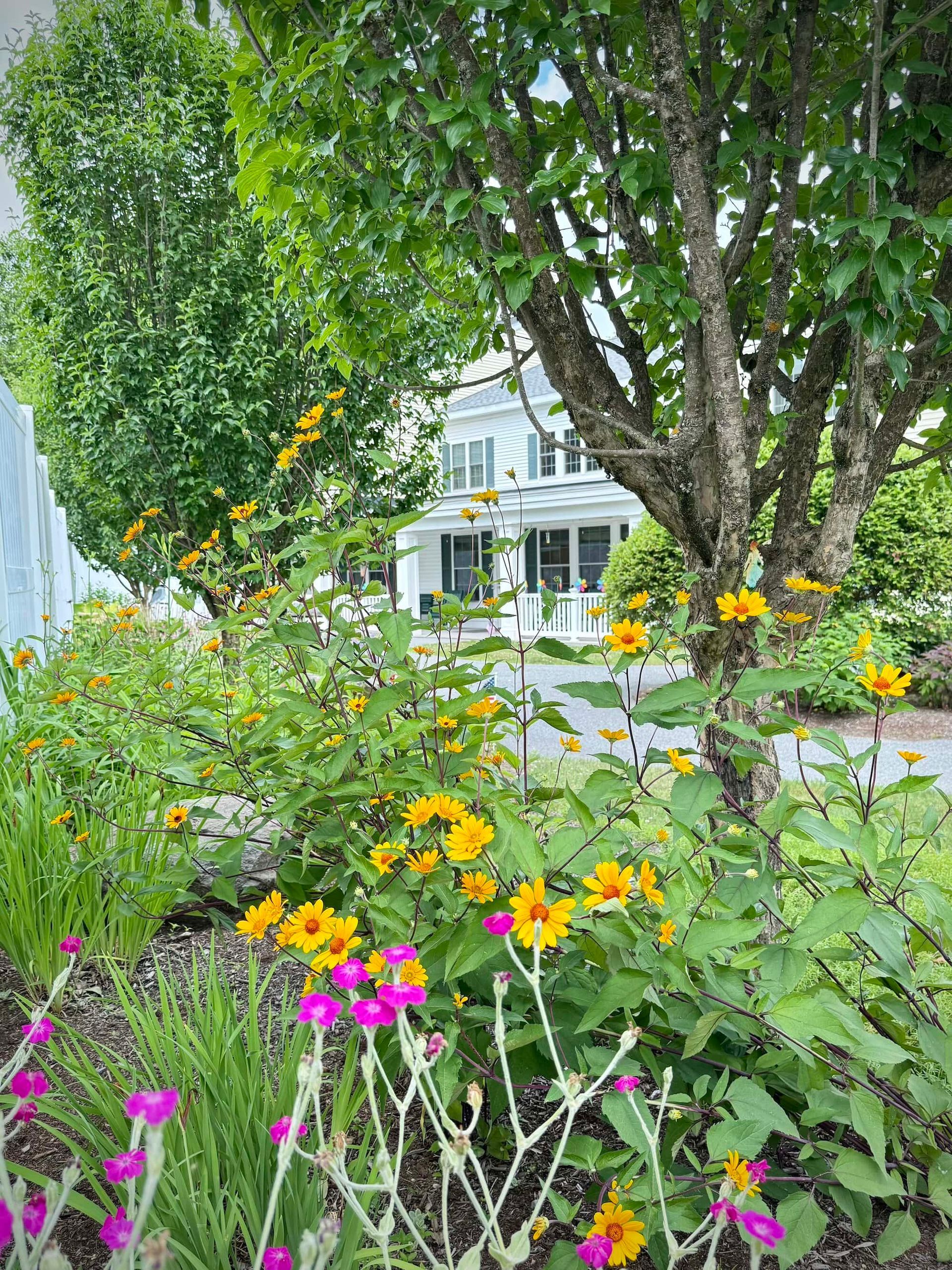 Yellow flowers in a garden with a white house in the background, framed by trees.