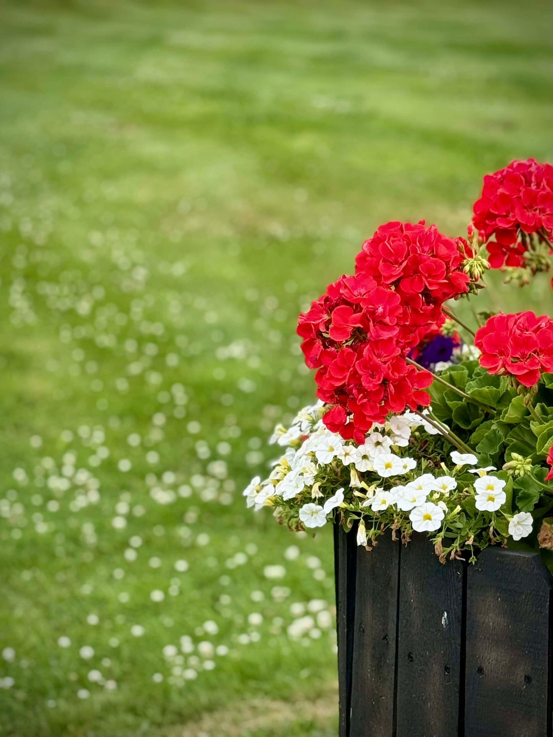 Red geraniums and white petunias in a dark wooden planter, green lawn in background.