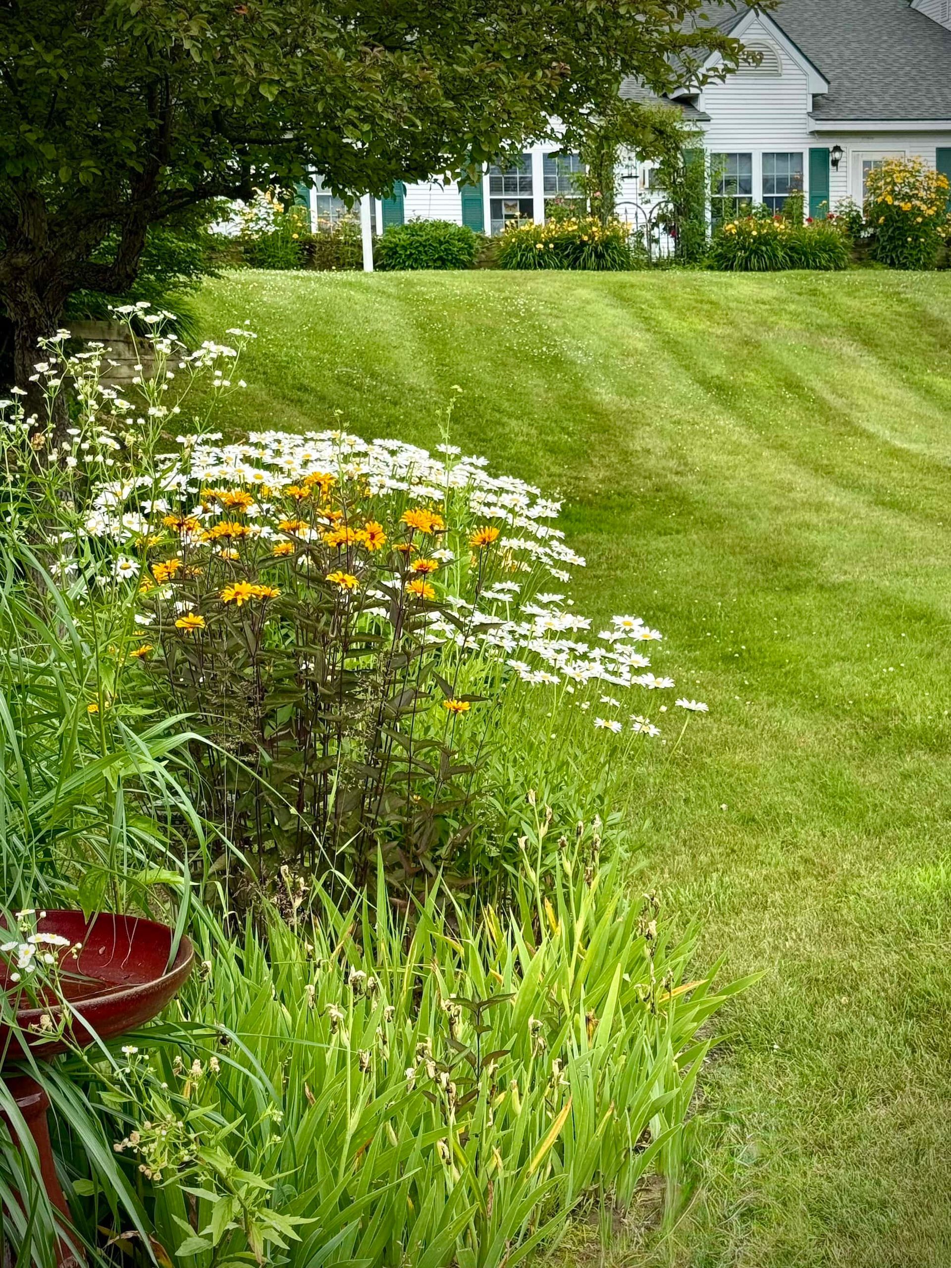 Lush green lawn slopes to a house with white siding and green shutters. Wildflowers bloom near a red bird bath.