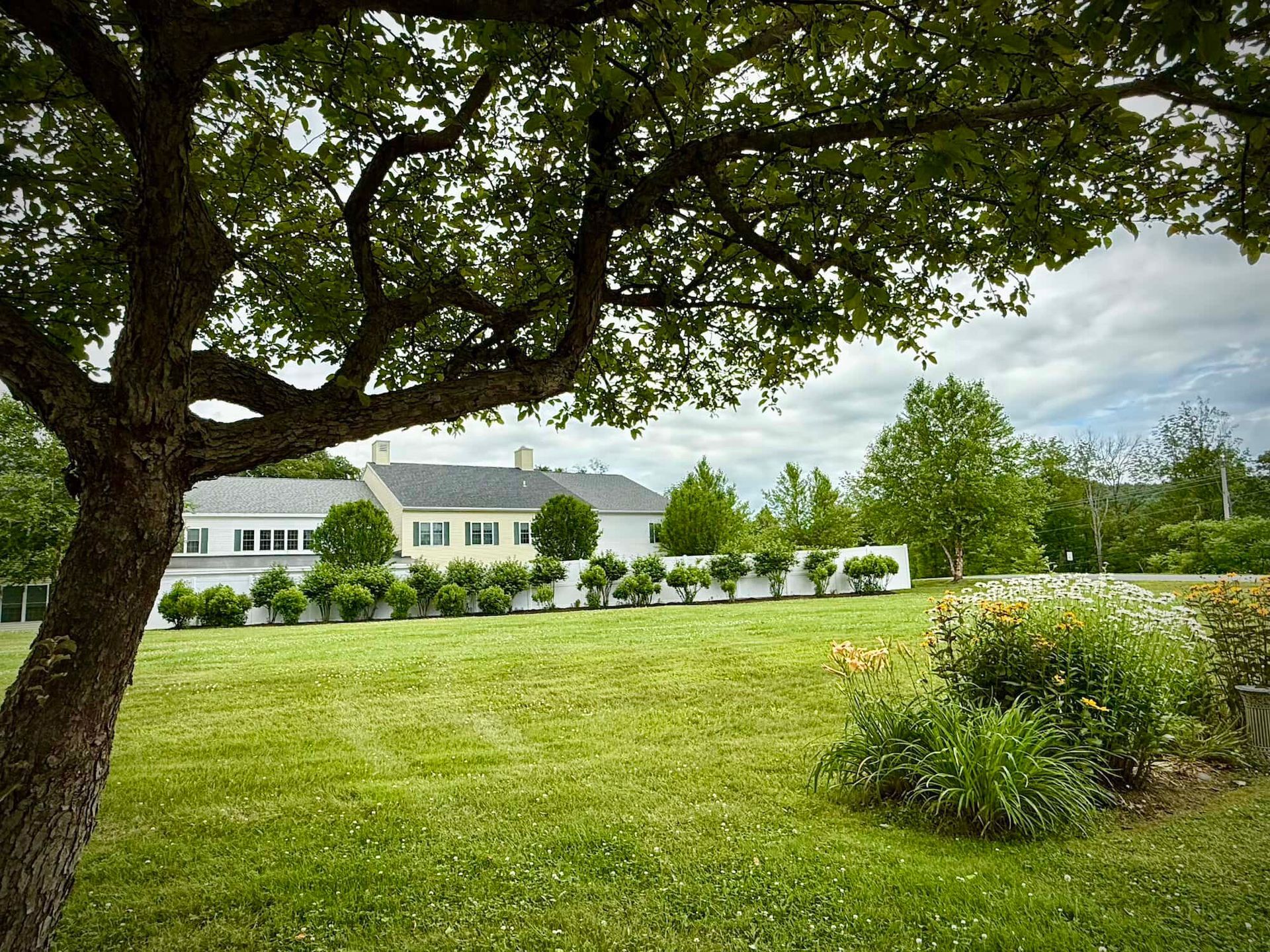 Lush green lawn with a tree in the foreground. White house with yellow facade and hedge row in the background.
