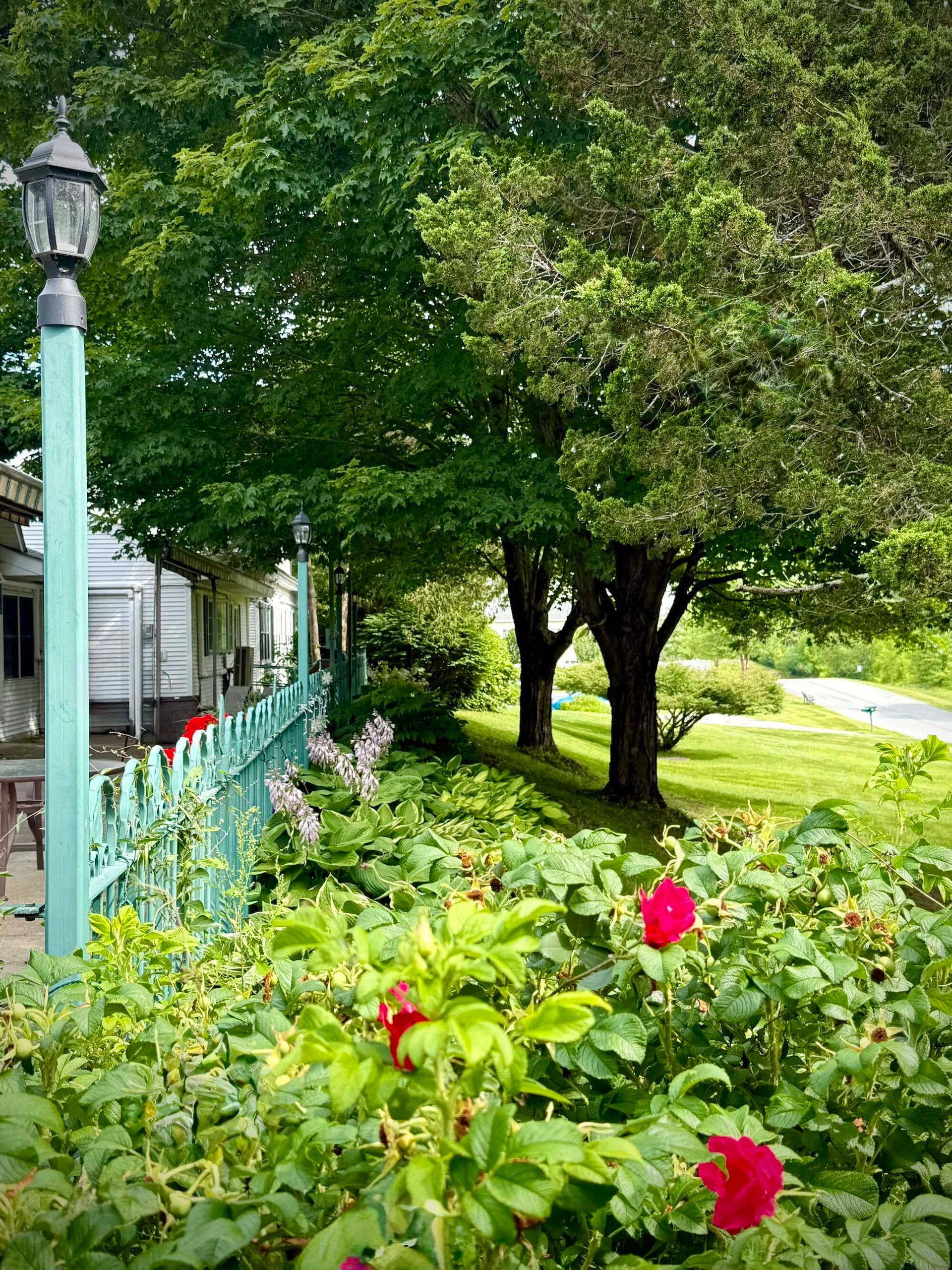 Green trees, flowers, and a turquoise fence line a residential street with a lamppost.