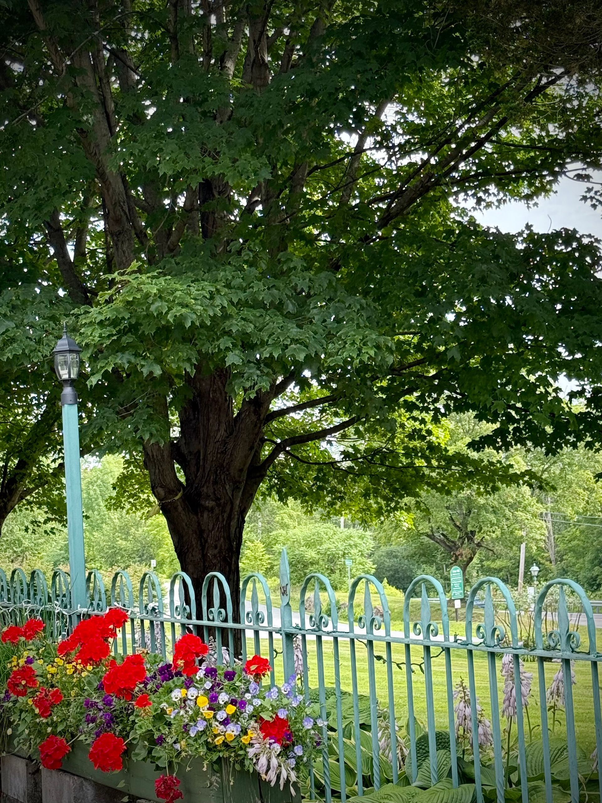 A lush tree shades a green fence with a flower box of red and purple flowers.