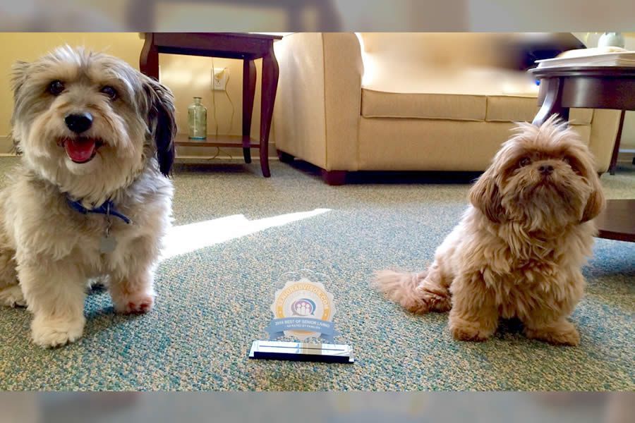 Two small dogs sit on a carpeted floor next to a small blue and white award or plaque.