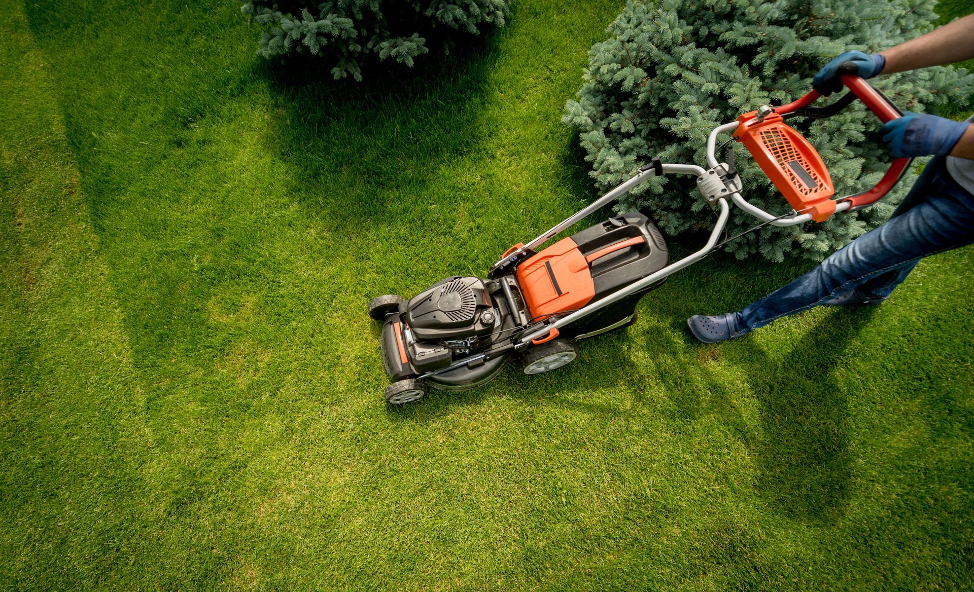Person mowing a green lawn with an orange and black lawnmower near bushes. Person mowing a green lawn with an orange and black lawnmower near bushes.