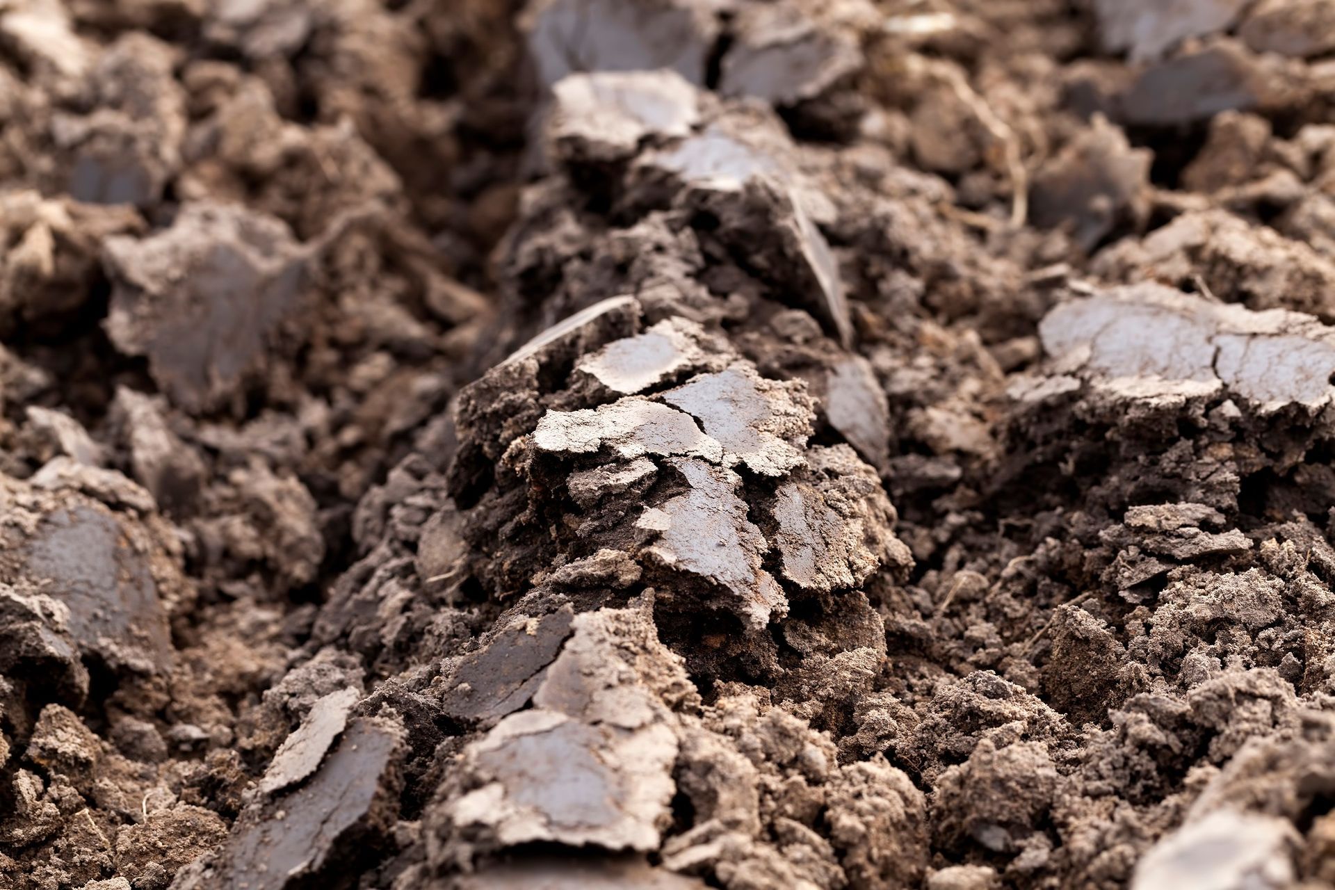 Clay Soil