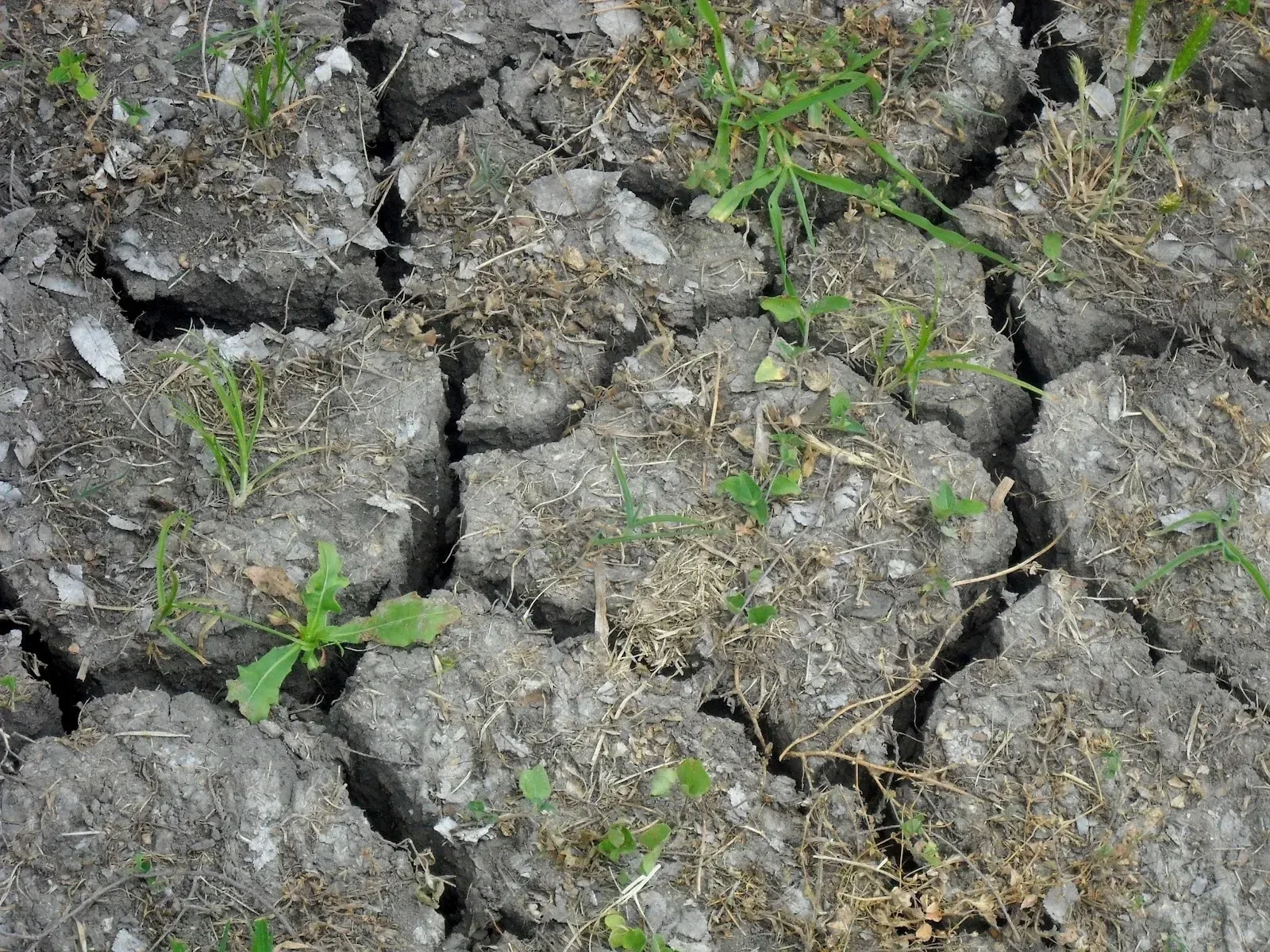 Heavy Soils