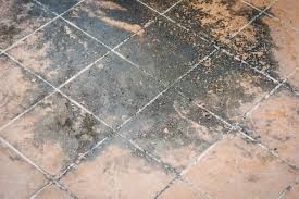 Visible mold growth