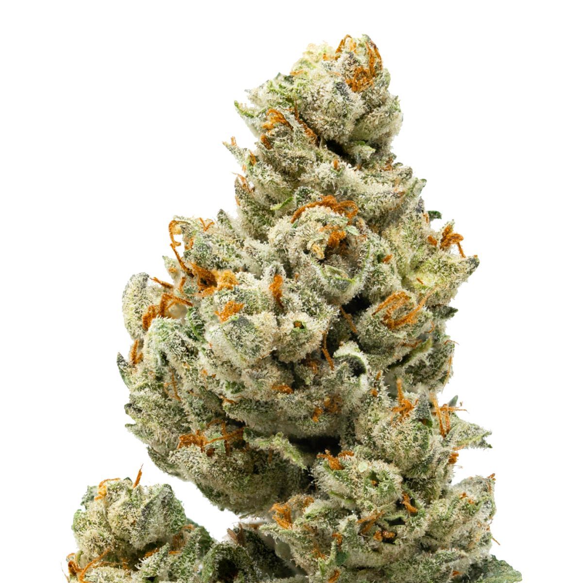 Close-up of a cannabis flower with visible trichomes and orange hairs.