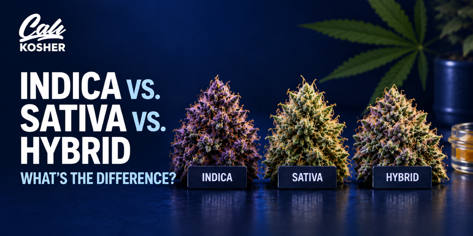Indica vs. sativa vs. hybrid cannabis comparison from Cali Kosher