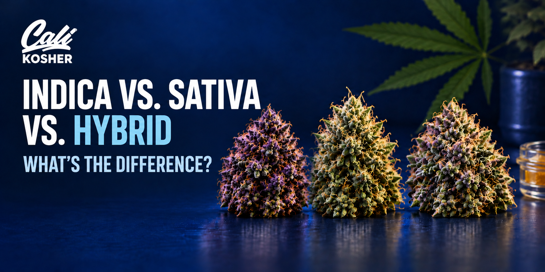 Three purple and green cannabis buds on a reflective navy tabletop with a cannabis plant behind them.