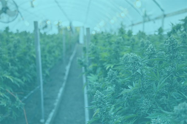Rows of cannabis plants growing inside a greenhouse.