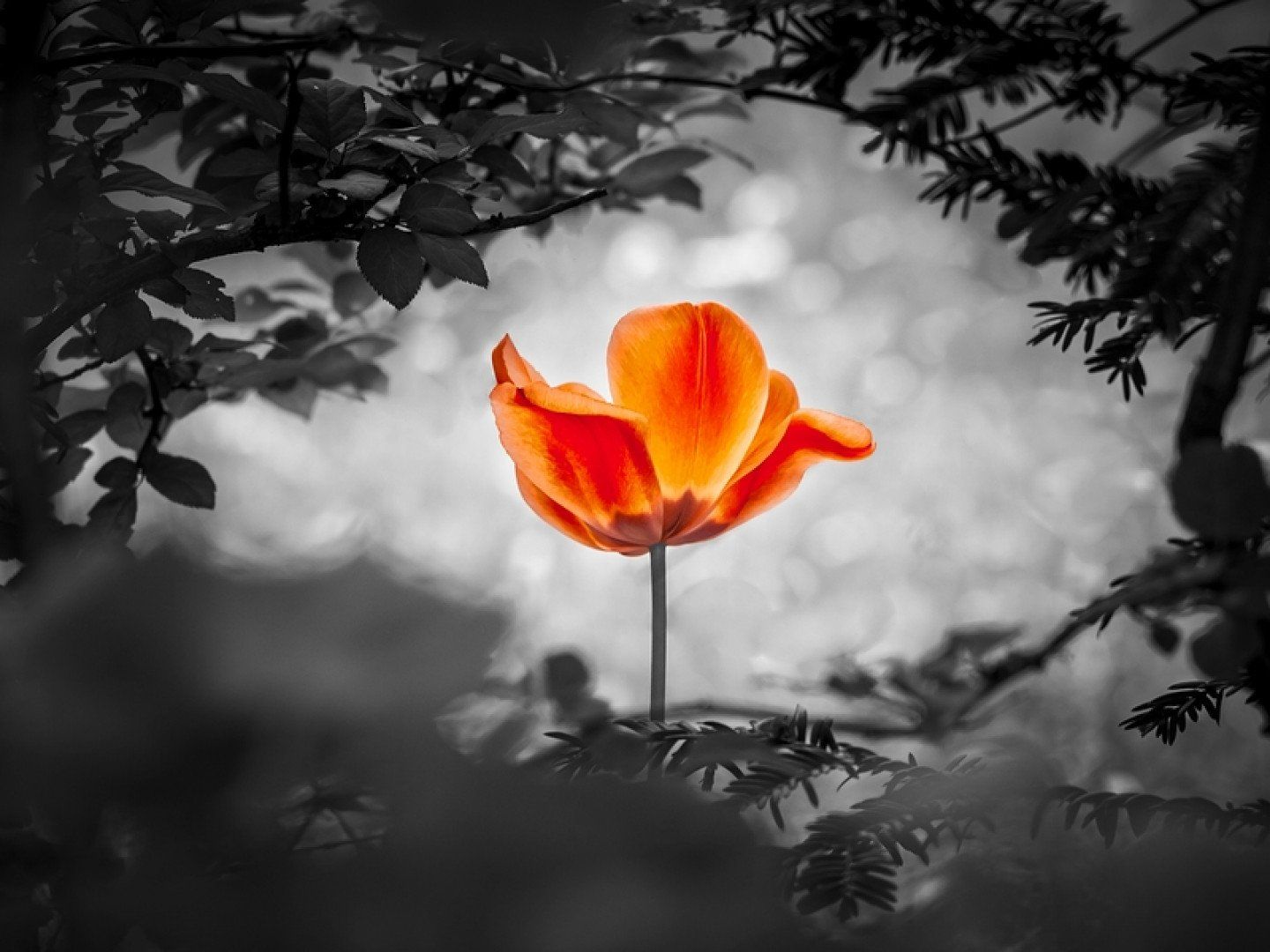 Colored Flower in a Dark Background