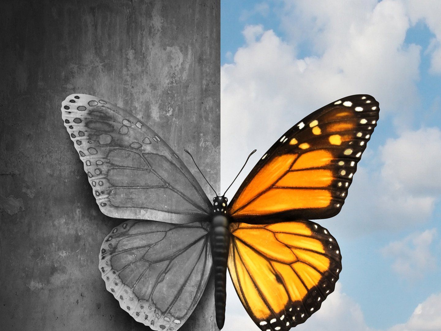 Black and Colored Butterfly